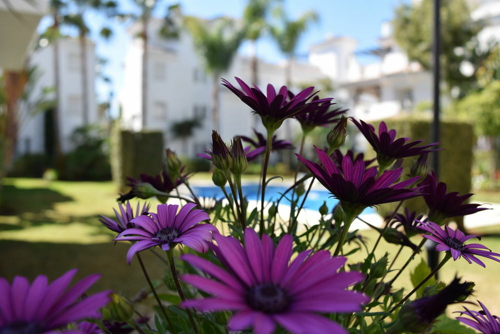 Apartamentos Y Casas Serinamar Marbella El Ángel Εξωτερικό φωτογραφία